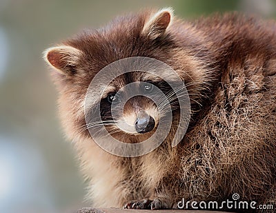 Racoon - Procyon lotor Stock Photo