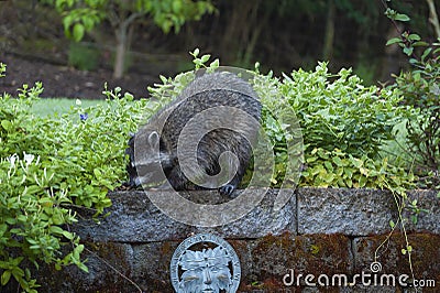 Racoon raiding peanuts set out for birds Stock Photo