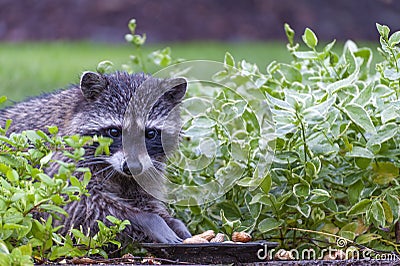 Racoon raiding peanuts set out for birds Stock Photo