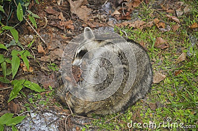 Racoon sick in the garden Stock Photo