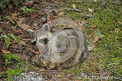 Racoon sick in the garden dyeing Stock Photo