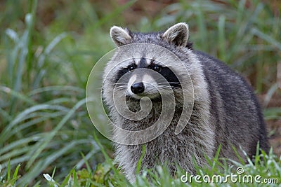 Racoon Stock Photo