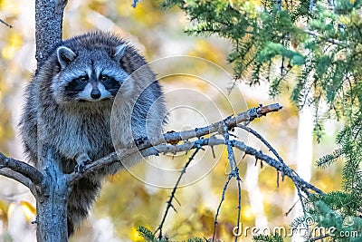 A racoon on a tree Stock Photo