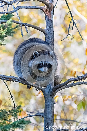 A racoon on a tree, Canada Stock Photo
