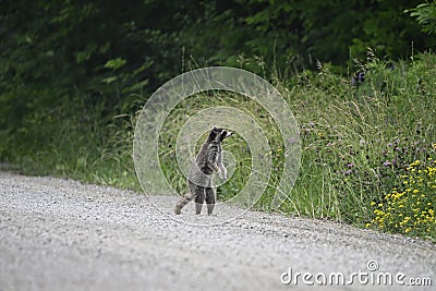 Raccoon wanders along a gravel country road Stock Photo