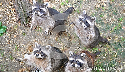 Racoons Stock Photo