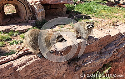 Racoons at Bear Country Stock Photo