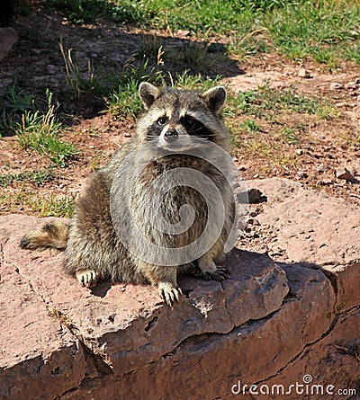 Racoons at Bear Country Stock Photo