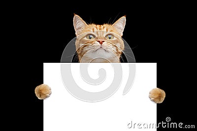 Rad cat holding a blank sign isolated on black background Stock Photo