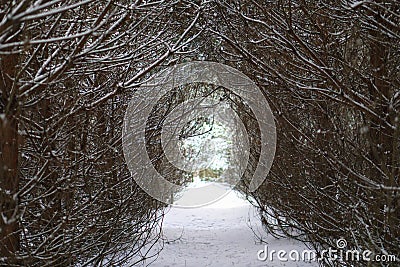 Rada planted pines and their crown. Winter`s tale and Christmas trees. Beautiful background for design Stock Photo