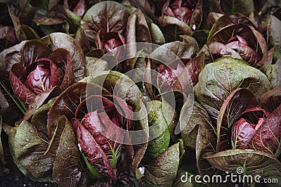 Raddichio Garden with Raindrops Stock Photo