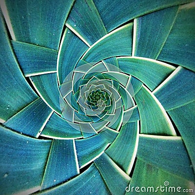 Radial Green Leaf Pattern texture Stock Photo