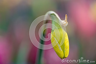 Radiant Beauty: Close-up of a Narcissus Blossom with Dreamy Blurred Background Stock Photo