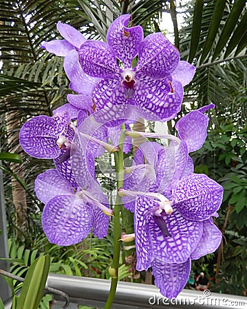 Radiant mauve orchids Stock Photo