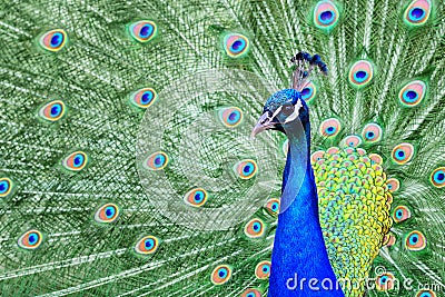 Radiant peacock Stock Photo