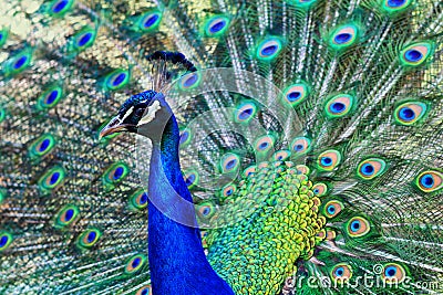 Radiant peacock in full plumage Stock Photo