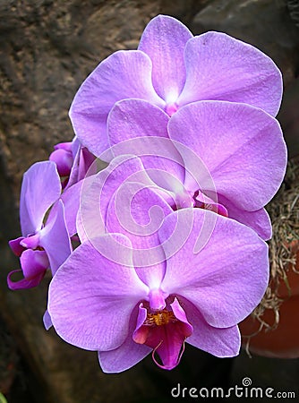 Radiant pink orchids Stock Photo