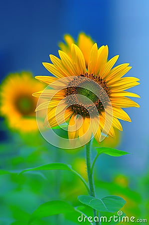 Radiant sunflower Stock Photo