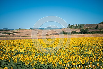 Radiant sunflower fields in Orciano Pisano, Tuscany, Italy Stock Photo