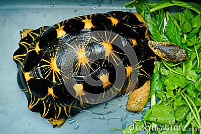 Radiata tortoise Stock Photo