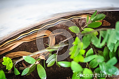 The radiated ratsnake, copperhead rat snake, or copper-headed tr Stock Photo