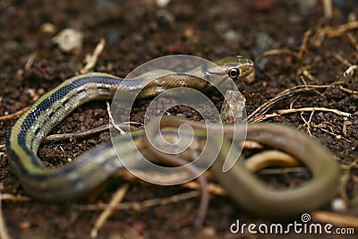 The radiated ratsnake, copperhead rat snake or copper-headed trinket snake Stock Photo