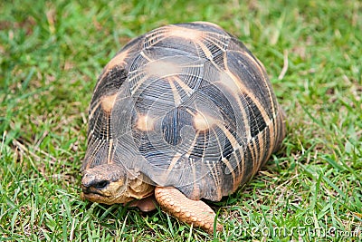 The radiated tortoise Stock Photo