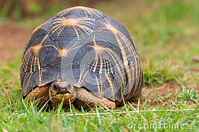 The radiated tortoise Stock Photo