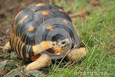 Radiated tortoise Stock Photo