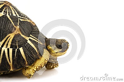 Radiated Tortoise Stock Photo