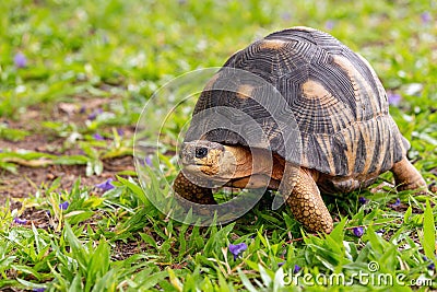 Radiated tortoise, Astrochelys radiata. Ilakaka, Madagascar wildlife Stock Photo