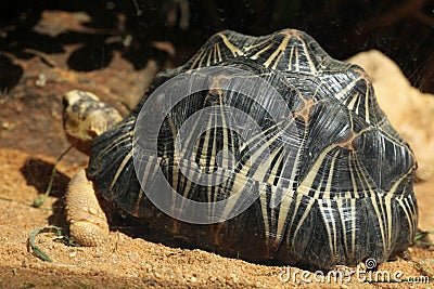Radiated tortoise (Astrochelys radiata). Stock Photo