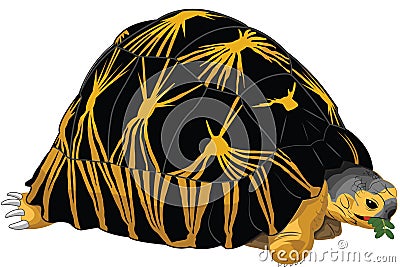 Radiated tortoise Vector Illustration