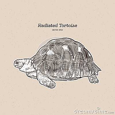 The radiated tortoise is a species in the family Testudinidae. Hand draw sketch vector Vector Illustration