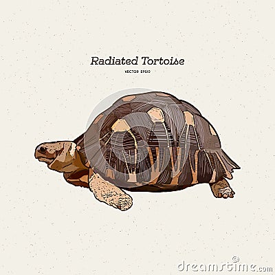 The radiated tortoise is a species in the family Testudinidae. Hand draw sketch vector Vector Illustration