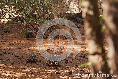 Radiated tortoises - Astrochelys radiata - critically endangered tortoise species, endemic to Madagascar, walking on ground near Stock Photo