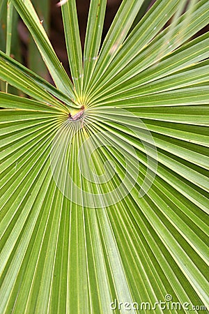 Radiating leaf Stock Photo