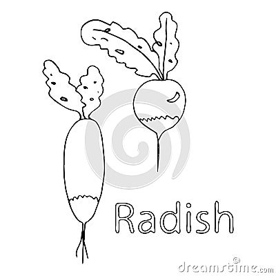 Radish. Coloring book. Vector doodle outline freehand drawing, sketch with text, two vegetables, first vitamins from the garden, Vector Illustration