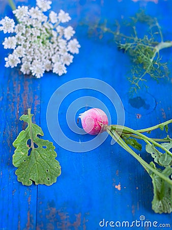 Radish, dill, leaf and flower on the blue board Stock Photo