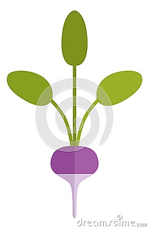 Radish flat icon. Farm organic root with green leaves Vector Illustration