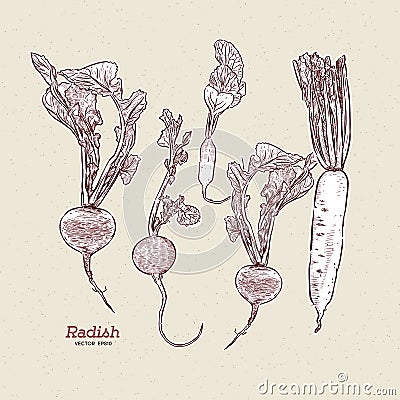 Radish, hand draw sketch vector Vector Illustration