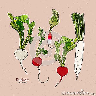 Radish, hand draw sketch vector Vector Illustration