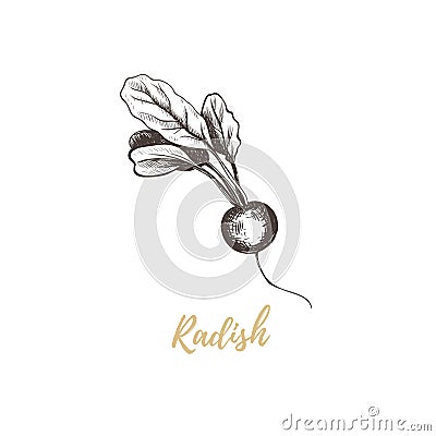 Radish hand drawing sketch. Vector Illustration