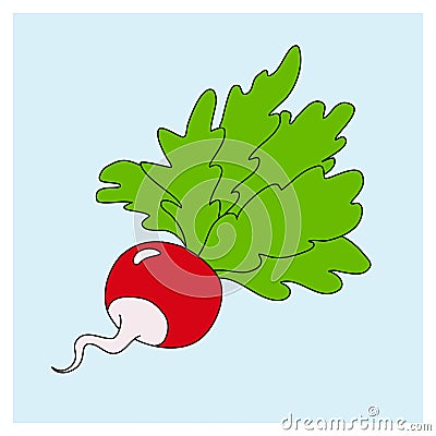 Radish, hand-drawn vegetable, root vegetable. vector Cartoon Illustration