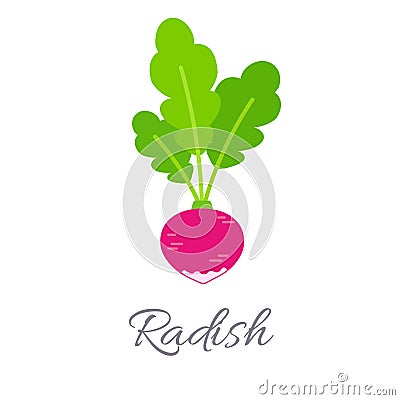 Radish icon with title Vector Illustration