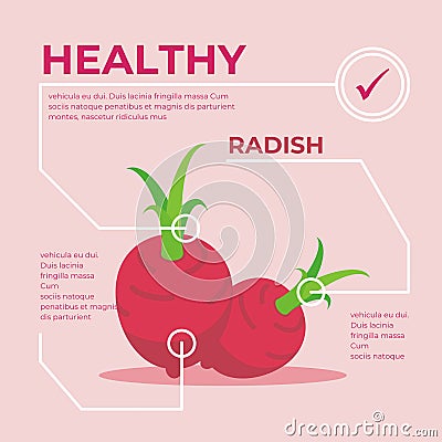 Radish infographic vector Design, fresh vegetable Cartoon Illustration