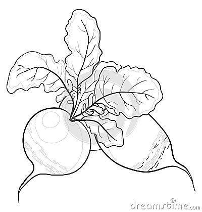 Radish with leaves, contours Vector Illustration