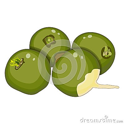 Radish Margelan, Lobo, Chinese radish, green radish for banners, flyers, posters, cards. Whole green radishes. Root of Vector Illustration