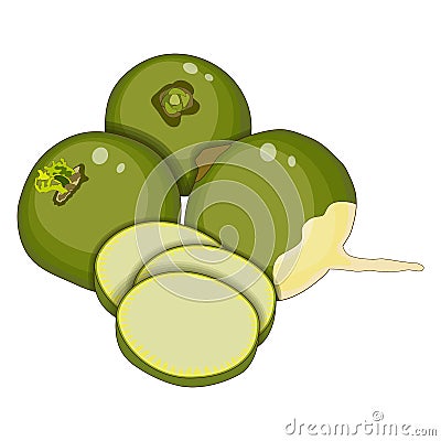 Radish Margelan, Lobo, Chinese radish, green radish for banners, flyers, posters, cards. Whole and sliced green radishes Vector Illustration