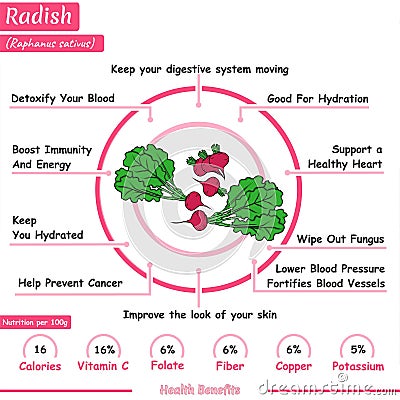 Radish nutrition facts and health benefits infographic. Stock Photo